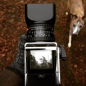 Kodak Porn - Blatant Instagram porn. #hasselblad #whippet #forest @120lovefilm  @hasselbladfeatures @kodak