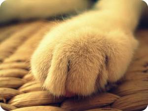 Feline Paw Porn - cat paw