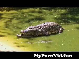 Alligator Mating Porn - Alligators.Mating? from crocodile mating Watch Video - MyPornVid.fun