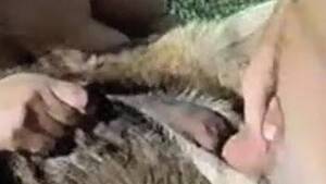 Donkey Bestiality Porn - Donkey Animal Porn