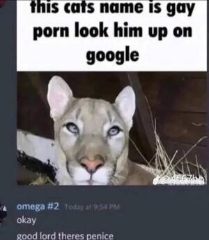 Gay Porn Cat - I can't wait to find more pictures of that cat!\
