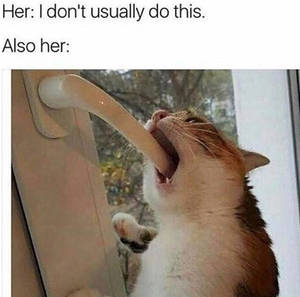 cat - Cat porn