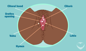 black pussy diagram - Vulva and vagina: facts, parts & pictures - LoveMatters Africa