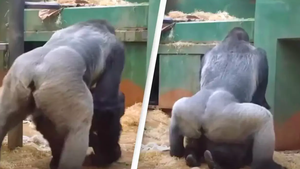 gorilla sex porn - Parents in shock as gorillas mate in front of kids at zoo
