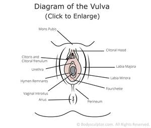 black pussy diagram - Pussy Diagram (53 photos) - motherless porn pics
