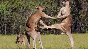Kangaroo Boxing Porn - Image result for kangaroo