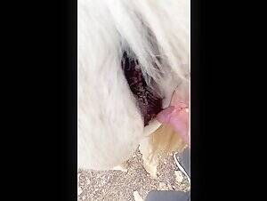 Mini Mare Pussy - Mini Mare Playing Hard to Get - BestialitySexTaboo - Bestiality Sex Taboo