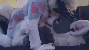 Man Fucks Deer Porn - Deer fucks Husky - ThisVid.com