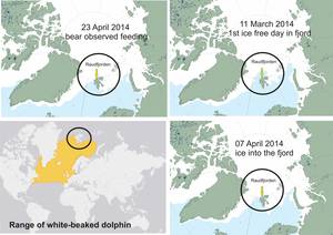 Diving Bear Porn - Figure . Range of white-beaked dolphin compared to sea ice on the date  Raudfjorden