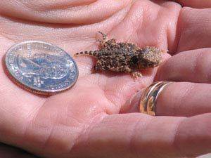 Horny Toad Porn - It's a horny toad :) i loved them when i lived in Texas!