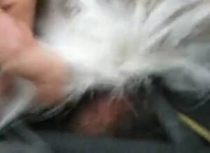 Man Fucks Deer 2 - Guy Fucks Deer 1 GayBeast - Animal Porn Video With Boy - Extrem Sex and  Taboo Porn.