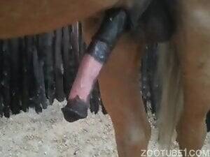 mare licking dick - Horse Zoophilia Porn Videos / Page 10