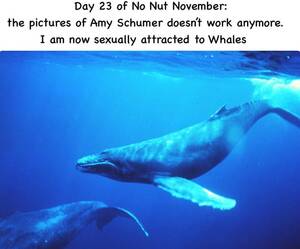 Hd Whale Porn - Where's my 64 GB of whale porn : r/dankmemes