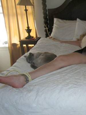 Indifferent Porn - From a tumblr that is all about kitties indifferent to porn being had.  Kitty is indifferent to you rope bondage.