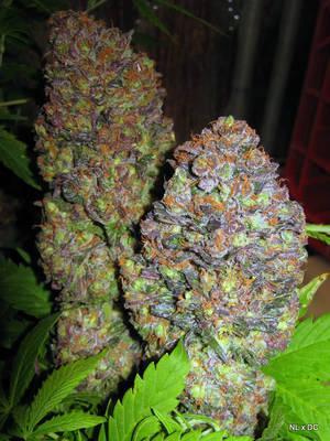 Cannabis - Weed Porn