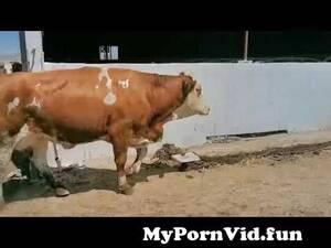 Funny Cow Porn - bulls and cow porn video !!#cow #porn #bulls #ternding from www sex porn  video cowus tits nipples xxx Watch Video - MyPornVid.fun
