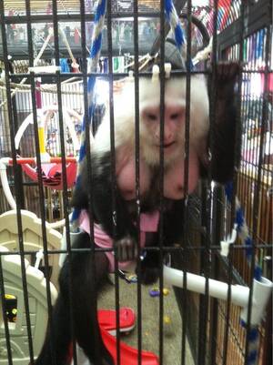 fat naked monkey - So I saw this monkey, and I was not aware monkeys could have giant boobs.  It felt wrong looking at them, I wanted to get it a bra. : r/WTF