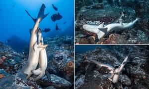 Great White Shark Sex Porn - We're gonna need a bigger bed: Sharks are seen having sex in rare images of  the animals mating | Daily Mail Online