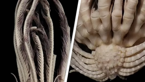Marine Alien Xenomorph Facehugger Porn - Frightening new species of sea monster has 20 arms and looks like facehugger  from Alien movie
