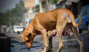 Man Fucks Female Siberian Husky - Short blonde hair saggy hairy cunt