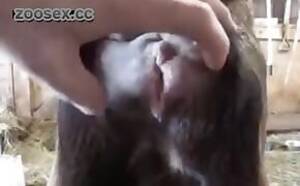 Man Fucks Goat - Farm boy fuck a goat Â» Download zoo porno videos mp4 and free online