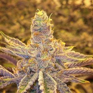 Cannabis - #marijuana #cannabis #420 #weed #weedstagram #maryjaneit #weedporn  #maryjane #weedculture #hightimes #weedstagram420 #rawlife  #cannabiscommunity ...