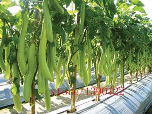 asian vegetable porn - Asian vegetable seeds from America's oldest Asian vegetables seeds company,  Oriental vegetables seed source for home gardeners, retailers, and  commercial ...