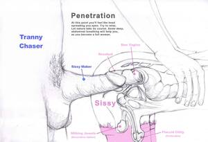 anotomical transexual anal illustration - Sissy Anatomy (55 photos) - porn