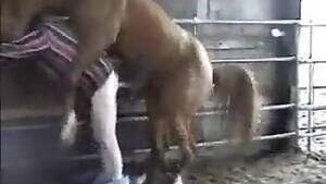 hrses xxx anal videos - Horse Porn - Taboo zoo sex bestiality