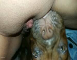 Ape Pussy Porn - Monkey licks vagina - Extreme Porn Video - LuxureTV