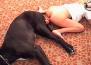 Doggie Porn Xxx Movies - Animal Porn XXX Sex Movies - Really huge collection of smashing animal porn  shows caught on cam