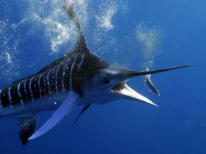 Marlin Madagascar Porn - Blue Marlin fishing in Madagascar.