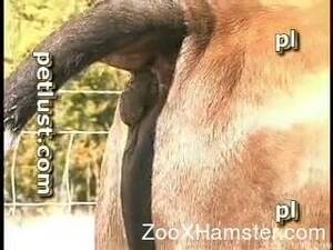 calf anal - Amazing and filthy anal sex with a passionate cow and farmer