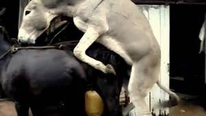 black mare fuck - donkey mare Animal Porn
