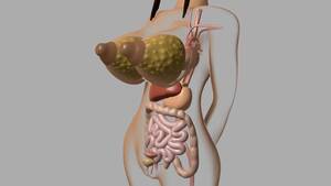 3d X Ray Porn - 3d body Xray - ThisVid.com