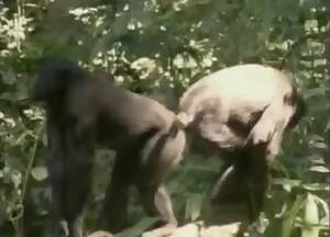 Female Monkey Ass Porn - Monkey Videos / Anal Zoofilia / Most popular Page 1
