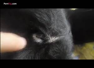 Fingering Cat Porn - Gay beast fingering a dog - AnnaTube
