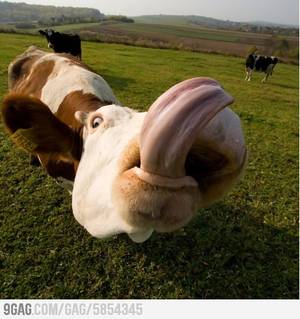 Cow Daisy Barnyard Porn - She was curious about the camera.