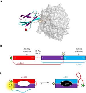 Miranda Cosgrove Rare Anal - An adaptable, monobody-based biosensor scaffold with FRET output | bioRxiv