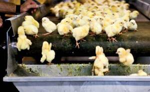 Baby Chicken Porn - Baby chicks killed | XXX Porn Library