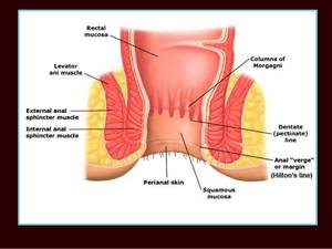 Anal Anatomy Porn - Red headed sluts porn