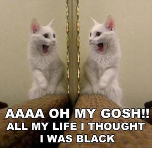 cat - Don't forget to share your faves to your friends and have a purr-fect day!