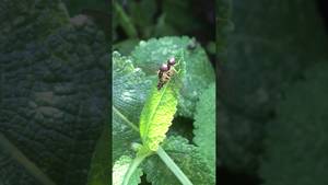 Flower And Bee Porn - Bee porn ðŸ