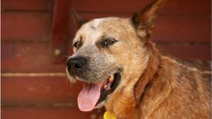 Forced Bestiality Porn - Dog sleeping with human: Wetin Nigeria law say about bestiality and oda  tins you need to know - BBC News Pidgin