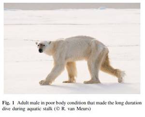 Diving Bear Porn - Stirling and van Meurs_2015 in press Fig 1