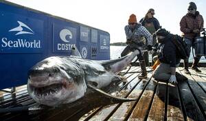 Great White Shark Sex Porn - Tracking Ironbound: See Massive Great White Shark's Latest Track â€“ NBC  Boston