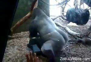 gorilla sex porn - Gorilla fucking his female turns horny guy on at the zoo