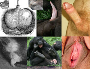 Man Fuck Ape Pussy - Man Fuck Ape Pussy | Sex Pictures Pass