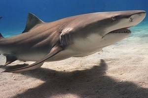 Great White Shark Sex Porn - Lemon shark