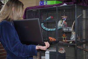 Birds Porn - This ...